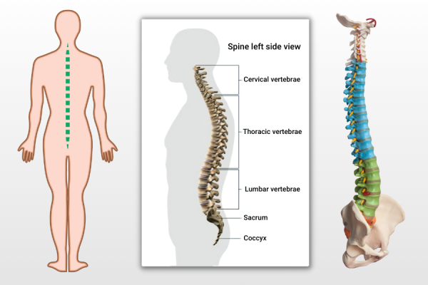 Healthy Spine